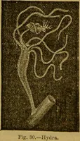 An illustration from A natural history of the animal kingdom : being a systematic and popular description of the habits, structure, and classification of animals, from the lowest to the highest forms. Arranged according to their organisation / by W. S. Dallas. (1860)