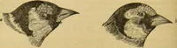 An illustration from A natural history of the animal kingdom : being a systematic and popular description of the habits, structure, and classification of animals, from the lowest to the highest forms. Arranged according to their organisation / by W. S. Dallas. (1860)