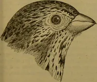 An illustration from A natural history of the animal kingdom : being a systematic and popular description of the habits, structure, and classification of animals, from the lowest to the highest forms. Arranged according to their organisation / by W. S. Dallas. (1860)
