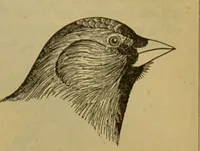 An illustration from A natural history of the animal kingdom : being a systematic and popular description of the habits, structure, and classification of animals, from the lowest to the highest forms. Arranged according to their organisation / by W. S. Dallas. (1860)