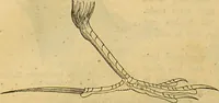 An illustration from A natural history of the animal kingdom : being a systematic and popular description of the habits, structure, and classification of animals, from the lowest to the highest forms. Arranged according to their organisation / by W. S. Dallas. (1860)