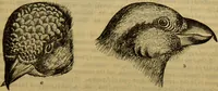 An illustration from A natural history of the animal kingdom : being a systematic and popular description of the habits, structure, and classification of animals, from the lowest to the highest forms. Arranged according to their organisation / by W. S. Dallas. (1860)