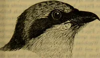An illustration from A natural history of the animal kingdom : being a systematic and popular description of the habits, structure, and classification of animals, from the lowest to the highest forms. Arranged according to their organisation / by W. S. Dallas. (1860)