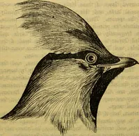 An illustration from A natural history of the animal kingdom : being a systematic and popular description of the habits, structure, and classification of animals, from the lowest to the highest forms. Arranged according to their organisation / by W. S. Dallas. (1860)