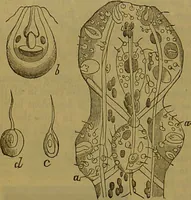 An illustration from A natural history of the animal kingdom : being a systematic and popular description of the habits, structure, and classification of animals, from the lowest to the highest forms. Arranged according to their organisation / by W. S. Dallas. (1860)