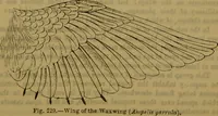 An illustration from A natural history of the animal kingdom : being a systematic and popular description of the habits, structure, and classification of animals, from the lowest to the highest forms. Arranged according to their organisation / by W. S. Dallas. (1860)
