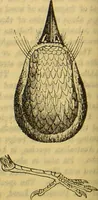 An illustration from A natural history of the animal kingdom : being a systematic and popular description of the habits, structure, and classification of animals, from the lowest to the highest forms. Arranged according to their organisation / by W. S. Dallas. (1860)