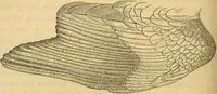 An illustration from A natural history of the animal kingdom : being a systematic and popular description of the habits, structure, and classification of animals, from the lowest to the highest forms. Arranged according to their organisation / by W. S. Dallas. (1860)