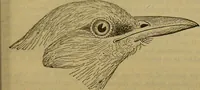An illustration from A natural history of the animal kingdom : being a systematic and popular description of the habits, structure, and classification of animals, from the lowest to the highest forms. Arranged according to their organisation / by W. S. Dallas. (1860)