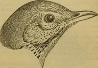 An illustration from A natural history of the animal kingdom : being a systematic and popular description of the habits, structure, and classification of animals, from the lowest to the highest forms. Arranged according to their organisation / by W. S. Dallas. (1860)