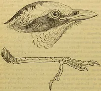 An illustration from A natural history of the animal kingdom : being a systematic and popular description of the habits, structure, and classification of animals, from the lowest to the highest forms. Arranged according to their organisation / by W. S. Dallas. (1860)