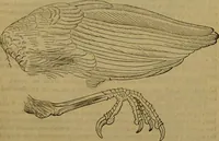 An illustration from A natural history of the animal kingdom : being a systematic and popular description of the habits, structure, and classification of animals, from the lowest to the highest forms. Arranged according to their organisation / by W. S. Dallas. (1860)