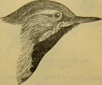 An illustration from A natural history of the animal kingdom : being a systematic and popular description of the habits, structure, and classification of animals, from the lowest to the highest forms. Arranged according to their organisation / by W. S. Dallas. (1860)
