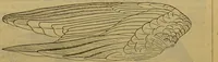 An illustration from A natural history of the animal kingdom : being a systematic and popular description of the habits, structure, and classification of animals, from the lowest to the highest forms. Arranged according to their organisation / by W. S. Dallas. (1860)