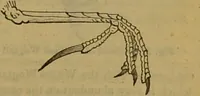 An illustration from A natural history of the animal kingdom : being a systematic and popular description of the habits, structure, and classification of animals, from the lowest to the highest forms. Arranged according to their organisation / by W. S. Dallas. (1860)