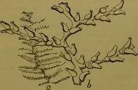 An illustration from A natural history of the animal kingdom : being a systematic and popular description of the habits, structure, and classification of animals, from the lowest to the highest forms. Arranged according to their organisation / by W. S. Dallas. (1860)