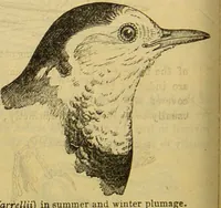 An illustration from A natural history of the animal kingdom : being a systematic and popular description of the habits, structure, and classification of animals, from the lowest to the highest forms. Arranged according to their organisation / by W. S. Dallas. (1860)