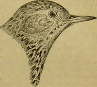 An illustration from A natural history of the animal kingdom : being a systematic and popular description of the habits, structure, and classification of animals, from the lowest to the highest forms. Arranged according to their organisation / by W. S. Dallas. (1860)