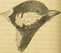 An illustration from A natural history of the animal kingdom : being a systematic and popular description of the habits, structure, and classification of animals, from the lowest to the highest forms. Arranged according to their organisation / by W. S. Dallas. (1860)