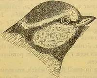 An illustration from A natural history of the animal kingdom : being a systematic and popular description of the habits, structure, and classification of animals, from the lowest to the highest forms. Arranged according to their organisation / by W. S. Dallas. (1860)