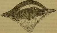 An illustration from A natural history of the animal kingdom : being a systematic and popular description of the habits, structure, and classification of animals, from the lowest to the highest forms. Arranged according to their organisation / by W. S. Dallas. (1860)