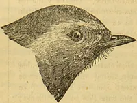 An illustration from A natural history of the animal kingdom : being a systematic and popular description of the habits, structure, and classification of animals, from the lowest to the highest forms. Arranged according to their organisation / by W. S. Dallas. (1860)