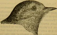 An illustration from A natural history of the animal kingdom : being a systematic and popular description of the habits, structure, and classification of animals, from the lowest to the highest forms. Arranged according to their organisation / by W. S. Dallas. (1860)
