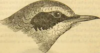 An illustration from A natural history of the animal kingdom : being a systematic and popular description of the habits, structure, and classification of animals, from the lowest to the highest forms. Arranged according to their organisation / by W. S. Dallas. (1860)