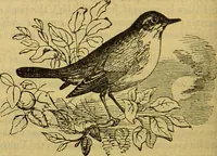 An illustration from A natural history of the animal kingdom : being a systematic and popular description of the habits, structure, and classification of animals, from the lowest to the highest forms. Arranged according to their organisation / by W. S. Dallas. (1860)