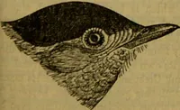 An illustration from A natural history of the animal kingdom : being a systematic and popular description of the habits, structure, and classification of animals, from the lowest to the highest forms. Arranged according to their organisation / by W. S. Dallas. (1860)