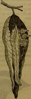 An illustration from A natural history of the animal kingdom : being a systematic and popular description of the habits, structure, and classification of animals, from the lowest to the highest forms. Arranged according to their organisation / by W. S. Dallas. (1860)