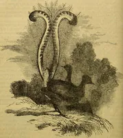 An illustration from A natural history of the animal kingdom : being a systematic and popular description of the habits, structure, and classification of animals, from the lowest to the highest forms. Arranged according to their organisation / by W. S. Dallas. (1860)