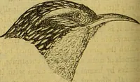 An illustration from A natural history of the animal kingdom : being a systematic and popular description of the habits, structure, and classification of animals, from the lowest to the highest forms. Arranged according to their organisation / by W. S. Dallas. (1860)