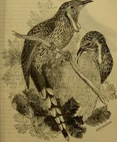 An illustration from A natural history of the animal kingdom : being a systematic and popular description of the habits, structure, and classification of animals, from the lowest to the highest forms. Arranged according to their organisation / by W. S. Dallas. (1860)