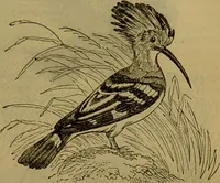 An illustration from A natural history of the animal kingdom : being a systematic and popular description of the habits, structure, and classification of animals, from the lowest to the highest forms. Arranged according to their organisation / by W. S. Dallas. (1860)