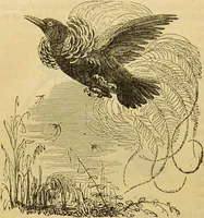 An illustration from A natural history of the animal kingdom : being a systematic and popular description of the habits, structure, and classification of animals, from the lowest to the highest forms. Arranged according to their organisation / by W. S. Dallas. (1860)