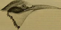 An illustration from A natural history of the animal kingdom : being a systematic and popular description of the habits, structure, and classification of animals, from the lowest to the highest forms. Arranged according to their organisation / by W. S. Dallas. (1860)