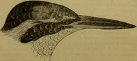 An illustration from A natural history of the animal kingdom : being a systematic and popular description of the habits, structure, and classification of animals, from the lowest to the highest forms. Arranged according to their organisation / by W. S. Dallas. (1860)