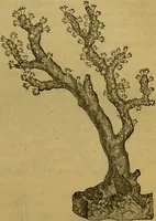 An illustration from A natural history of the animal kingdom : being a systematic and popular description of the habits, structure, and classification of animals, from the lowest to the highest forms. Arranged according to their organisation / by W. S. Dallas. (1860)