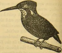 An illustration from A natural history of the animal kingdom : being a systematic and popular description of the habits, structure, and classification of animals, from the lowest to the highest forms. Arranged according to their organisation / by W. S. Dallas. (1860)