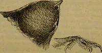 An illustration from A natural history of the animal kingdom : being a systematic and popular description of the habits, structure, and classification of animals, from the lowest to the highest forms. Arranged according to their organisation / by W. S. Dallas. (1860)