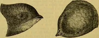 An illustration from A natural history of the animal kingdom : being a systematic and popular description of the habits, structure, and classification of animals, from the lowest to the highest forms. Arranged according to their organisation / by W. S. Dallas. (1860)
