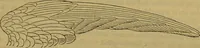 An illustration from A natural history of the animal kingdom : being a systematic and popular description of the habits, structure, and classification of animals, from the lowest to the highest forms. Arranged according to their organisation / by W. S. Dallas. (1860)