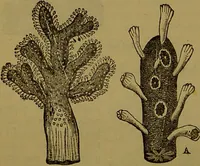 An illustration from A natural history of the animal kingdom : being a systematic and popular description of the habits, structure, and classification of animals, from the lowest to the highest forms. Arranged according to their organisation / by W. S. Dallas. (1860)