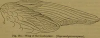 An illustration from A natural history of the animal kingdom : being a systematic and popular description of the habits, structure, and classification of animals, from the lowest to the highest forms. Arranged according to their organisation / by W. S. Dallas. (1860)
