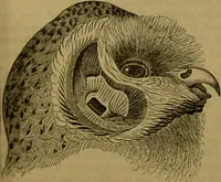 An illustration from A natural history of the animal kingdom : being a systematic and popular description of the habits, structure, and classification of animals, from the lowest to the highest forms. Arranged according to their organisation / by W. S. Dallas. (1860)