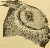 An illustration from A natural history of the animal kingdom : being a systematic and popular description of the habits, structure, and classification of animals, from the lowest to the highest forms. Arranged according to their organisation / by W. S. Dallas. (1860)