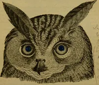 An illustration from A natural history of the animal kingdom : being a systematic and popular description of the habits, structure, and classification of animals, from the lowest to the highest forms. Arranged according to their organisation / by W. S. Dallas. (1860)
