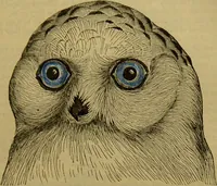 An illustration from A natural history of the animal kingdom : being a systematic and popular description of the habits, structure, and classification of animals, from the lowest to the highest forms. Arranged according to their organisation / by W. S. Dallas. (1860)