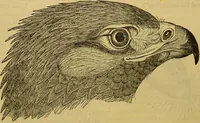 An illustration from A natural history of the animal kingdom : being a systematic and popular description of the habits, structure, and classification of animals, from the lowest to the highest forms. Arranged according to their organisation / by W. S. Dallas. (1860)
